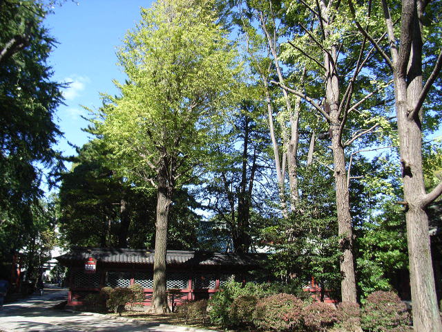 銀杏の黄色の葉が青空に映えてキレイ(根津神社境内:文京区根津1丁目)