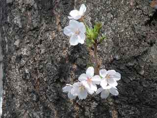 桜、咲きました!〜御殿坂の桜並木〜(東京都台東区谷中7丁目)
