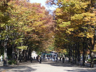 代々木公園の「けやき並木」..紅葉してます!(東京都渋谷区神南)