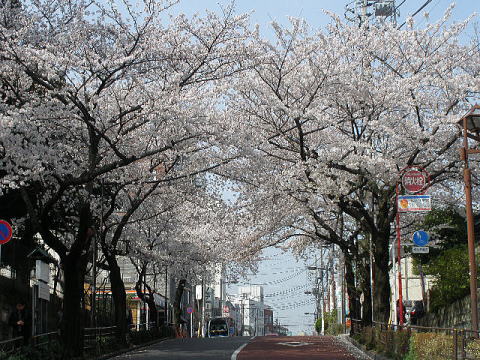桜(御殿坂の桜、満開です)