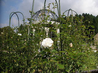 åKåN(Princess of Wales) RÌzeÌ[YK[f i_Þì§«¿ºS ª¬³ ªWOj