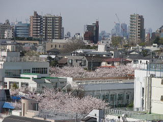 桜満開の千駄木..大好きな風景です(東京都文京区千駄木3丁目から)