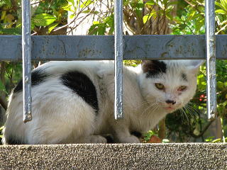 須藤公園で見つけた、猫ちゃん(東京都文京区千駄木3丁目 坂井美里)