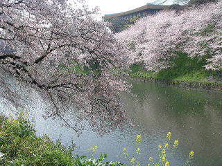九段坂から見た牛が淵の桜(東京都千代田区九段南))