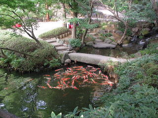 八方園の池の中を泳ぐ鯉の群れ(東京都港区白金台1丁目)