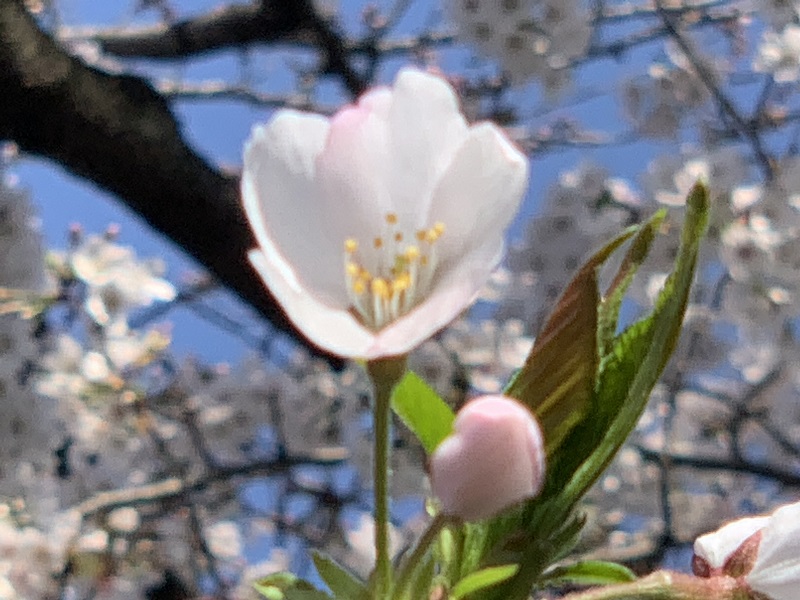 坂井美里