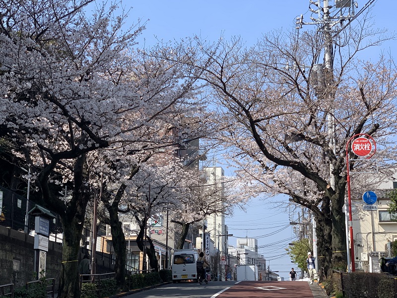 坂井美里 税理士 事務所 東京都 文京区 千駄木