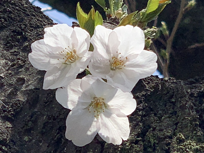 坂井美里