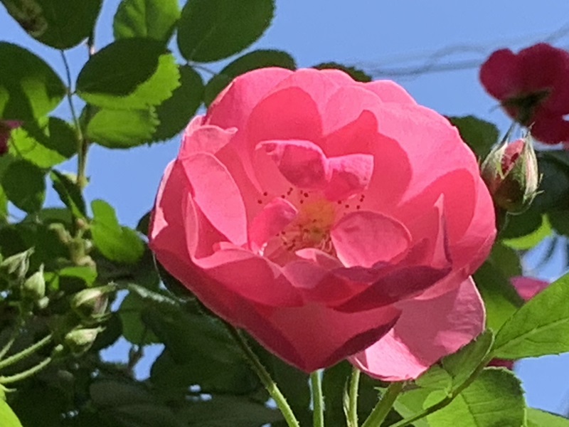 坂井美里