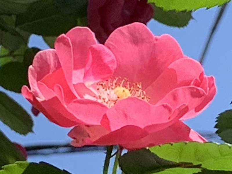 坂井美里