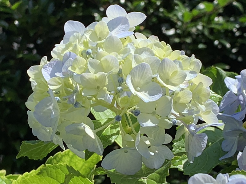 坂井美里
