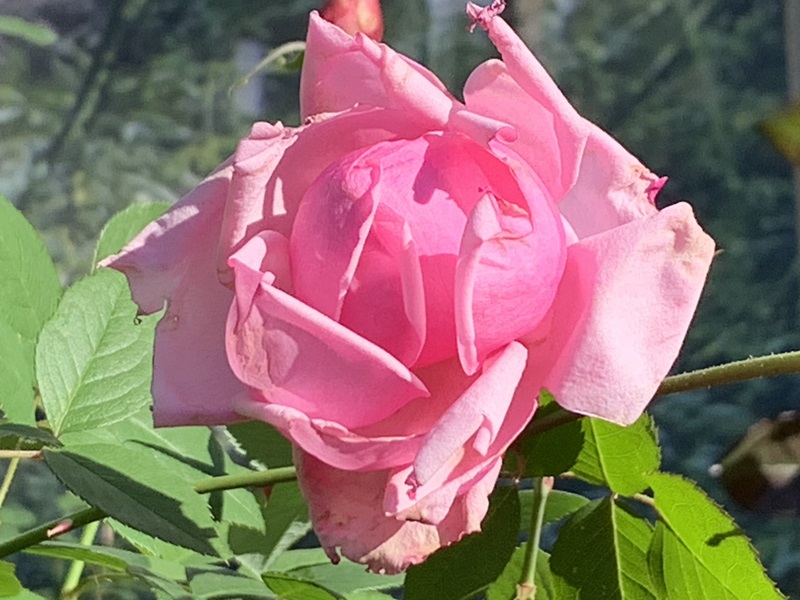 坂井美里