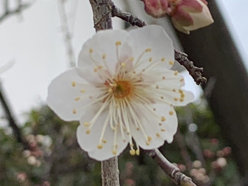 坂井美里