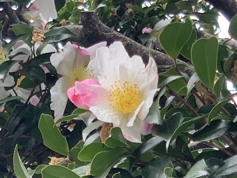 坂井美里