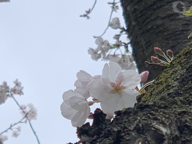 坂井美里