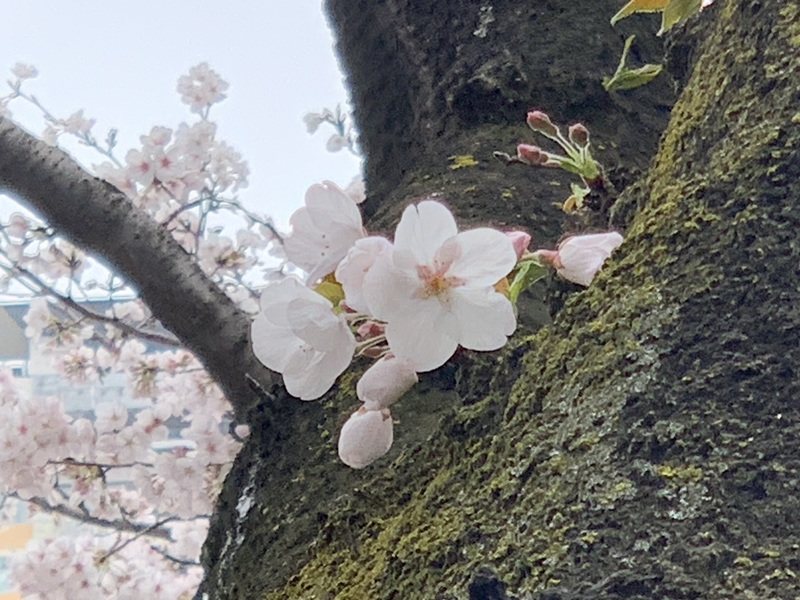 坂井美里