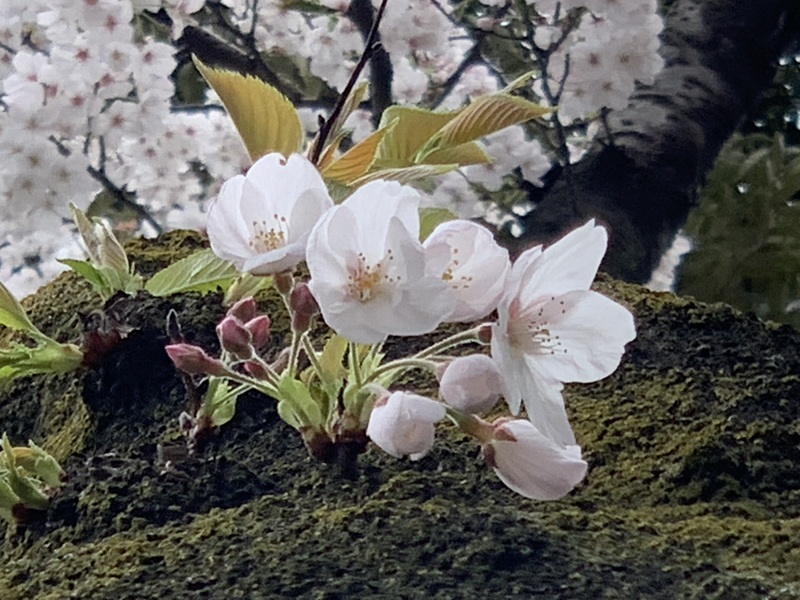 坂井美里