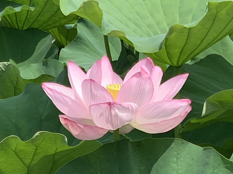 坂井美里