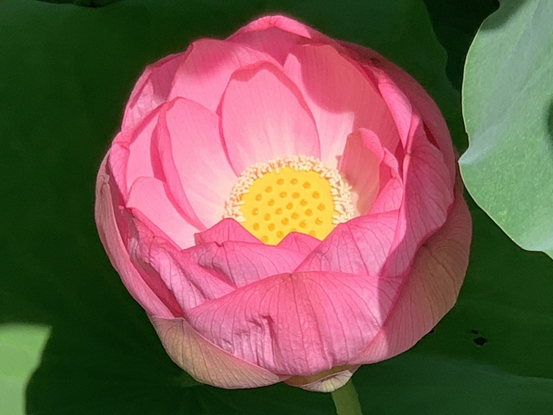 坂井美里