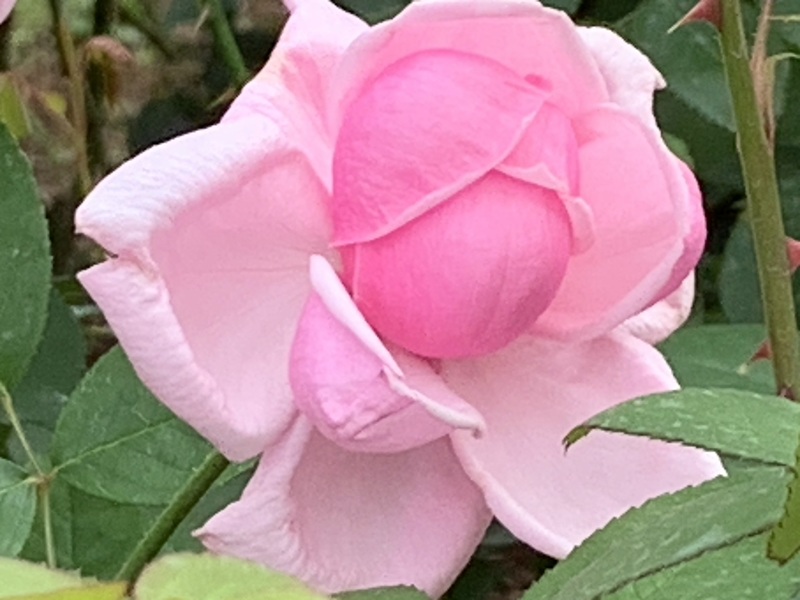 坂井美里 税理士 ｊ事務所 東京都 文京区 千駄木