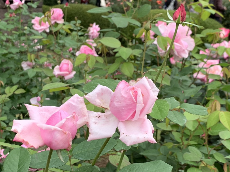 坂井美里 税理士 事務所 東京都 文京区 千駄木 坂井美里