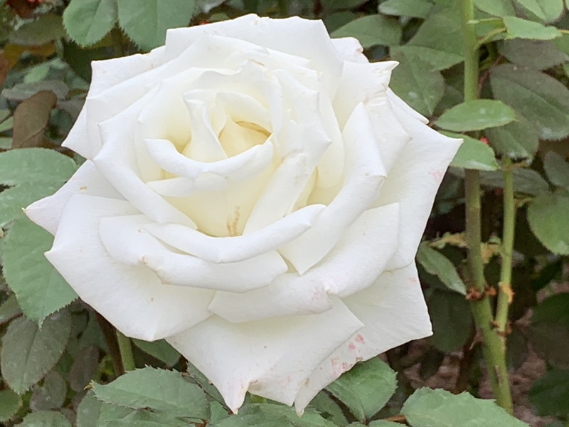 坂井美里 税理士 事務所 東京都 文京区 千駄木 坂井美里