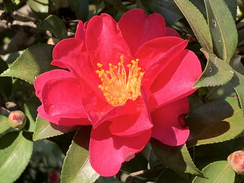 坂井美里 税理士 事務所 東京都 文京区 千駄木 坂井美里