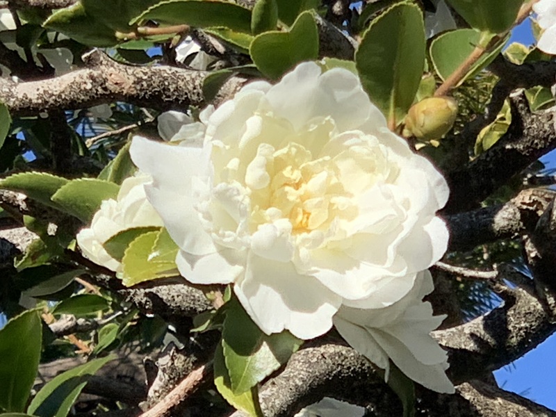 坂井美里 税理士 事務所 東京都 文京区 千駄木 坂井美里