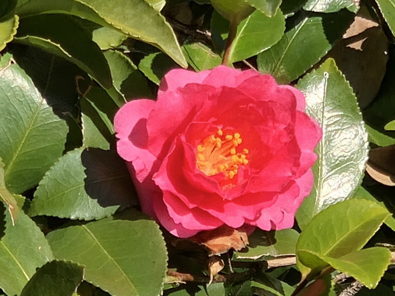 坂井美里 税理士 事務所 東京都 文京区 千駄木 坂井美里