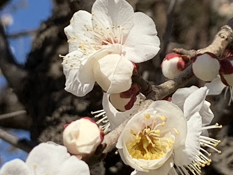 坂井美里 税理士 事務所 東京都 文京区 千駄木