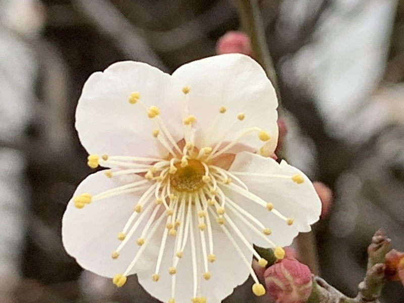 坂井美里 税理士 事務所 東京都 文京区 千駄木 坂井美里