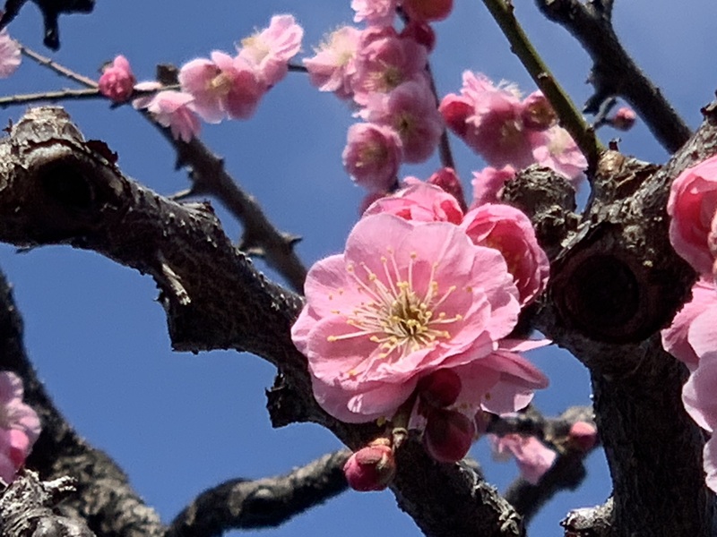 坂井美里 税理士 ｊ事務所 東京都 文京区 千駄木
