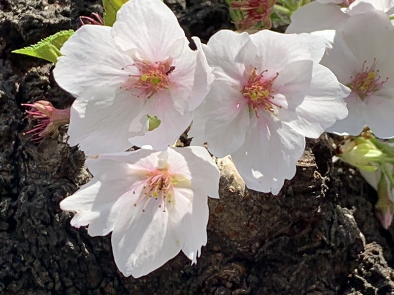 坂井美里 税理士 事務所 東京都 文京区 千駄木 坂井美里