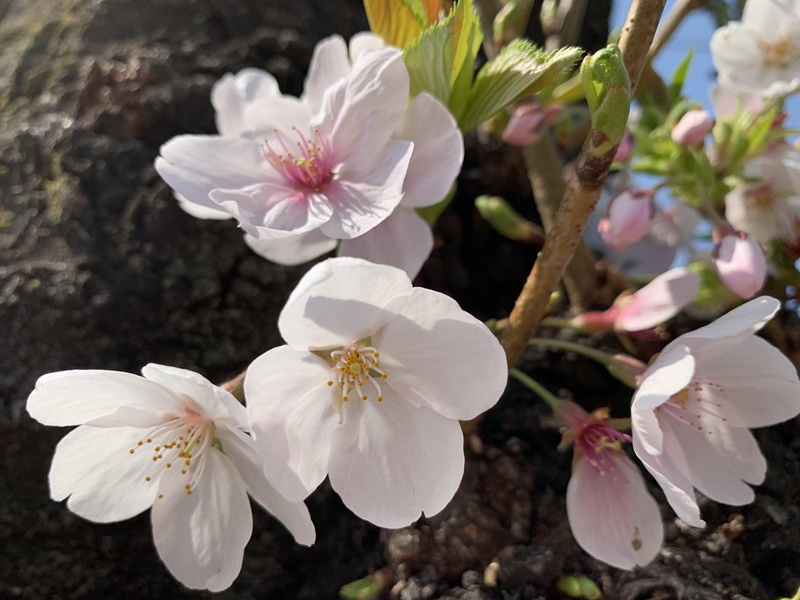 坂井美里 税理士 事務所 東京都 文京区 千駄木 坂井美里