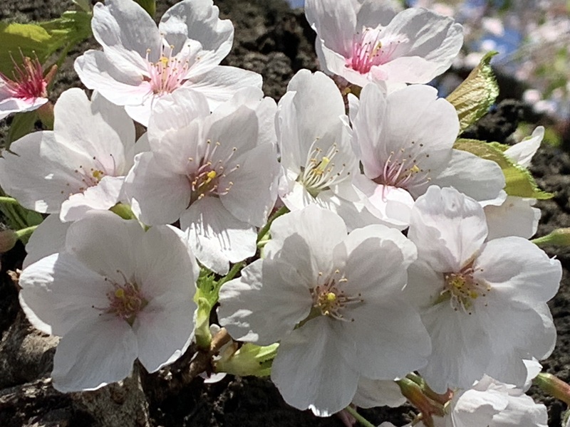 坂井美里 税理士 事務所 東京都 文京区 千駄木 坂井美里