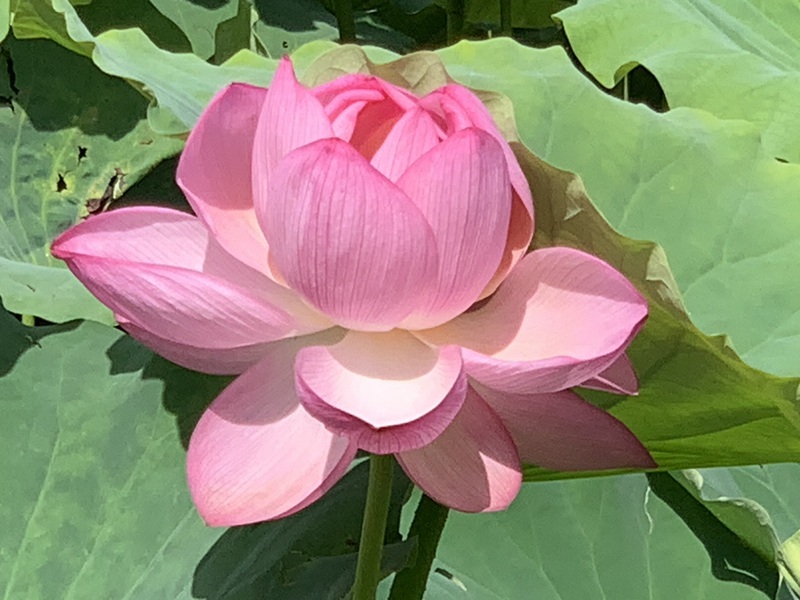 坂井美里 税理士 ｊ事務所 東京都 文京区 千駄木