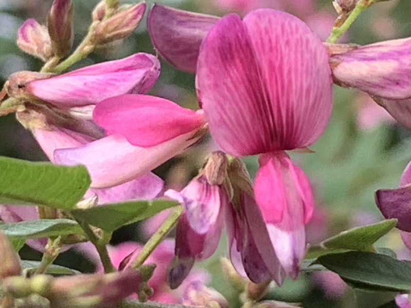 坂井美里